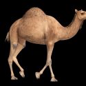 Camel animated walk and run Free low-poly 3D model