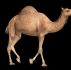 Camel animated walk and run Free low-poly 3D model