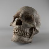 Skull Free 3D model