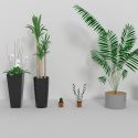 Indoor plants Free 3D model