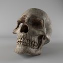 Skull Free 3D model